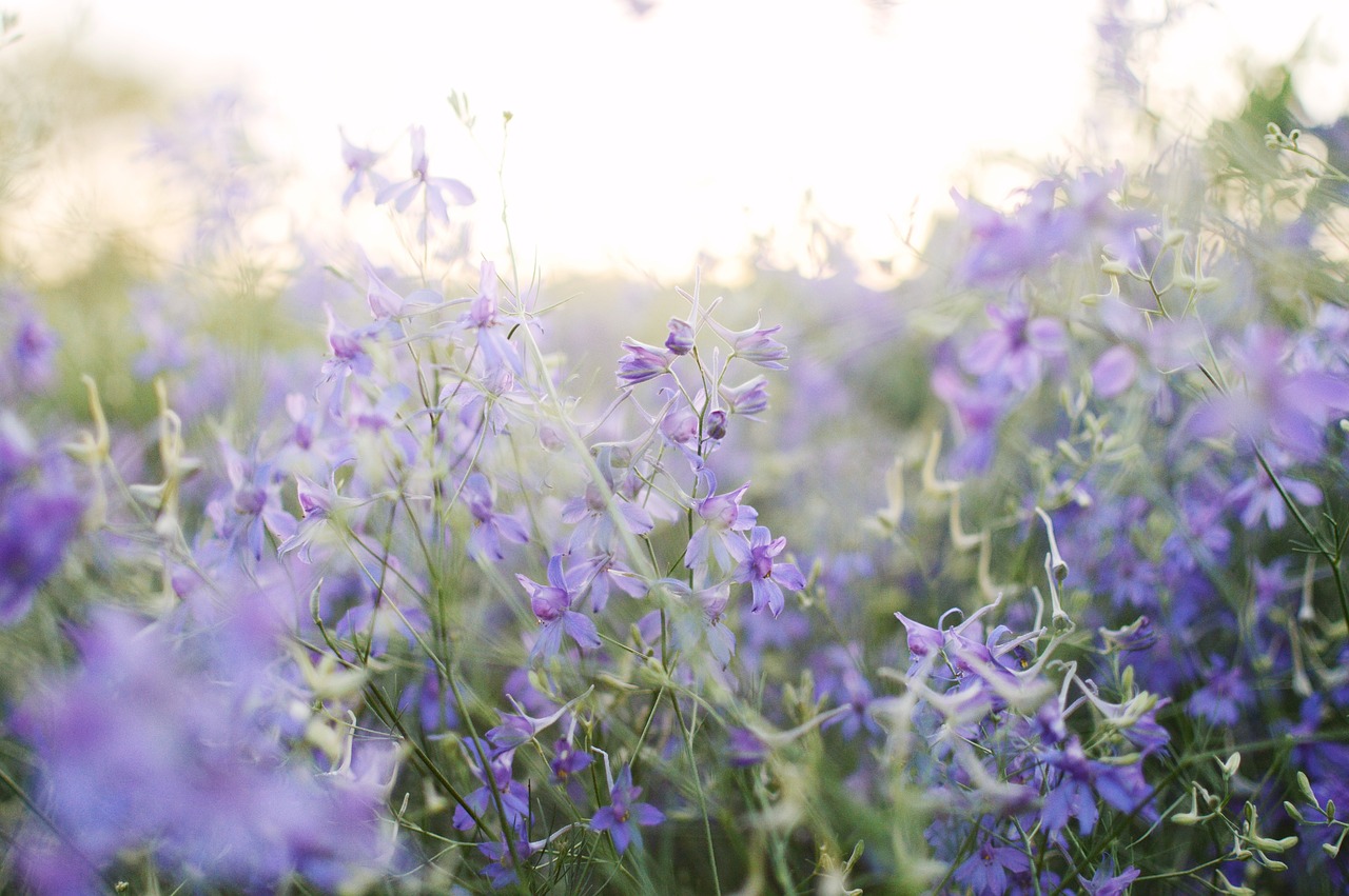 Herbs in a field