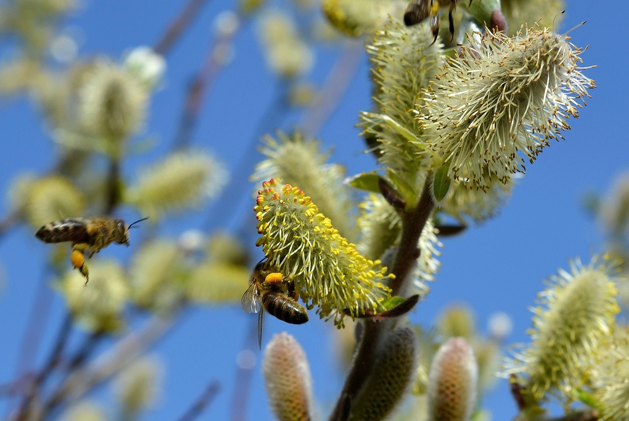 Read more about the article Homeopathy For Seasonal Allergies