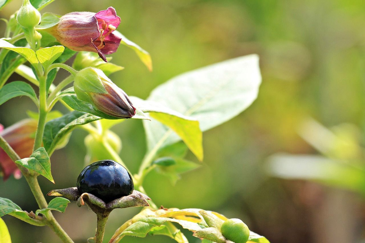 You are currently viewing About the Homeopathic Remedy Belladonna