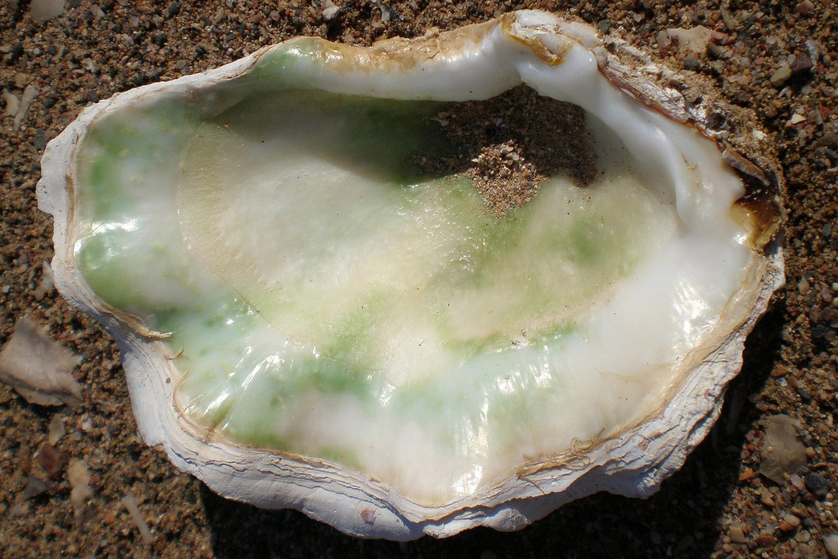 A picture of the inner shell of the Oyster.