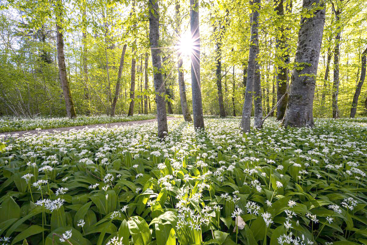 Sunlight on a beautiful meadow in the forest.