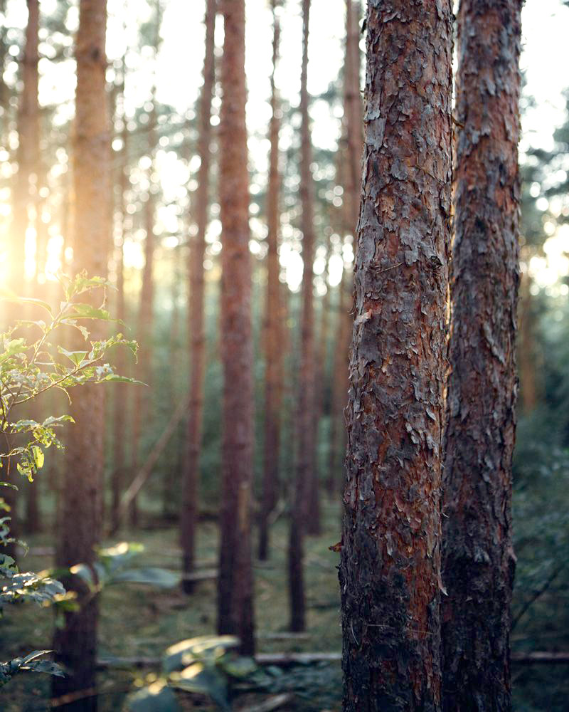 Sunlight twinkling through trees.