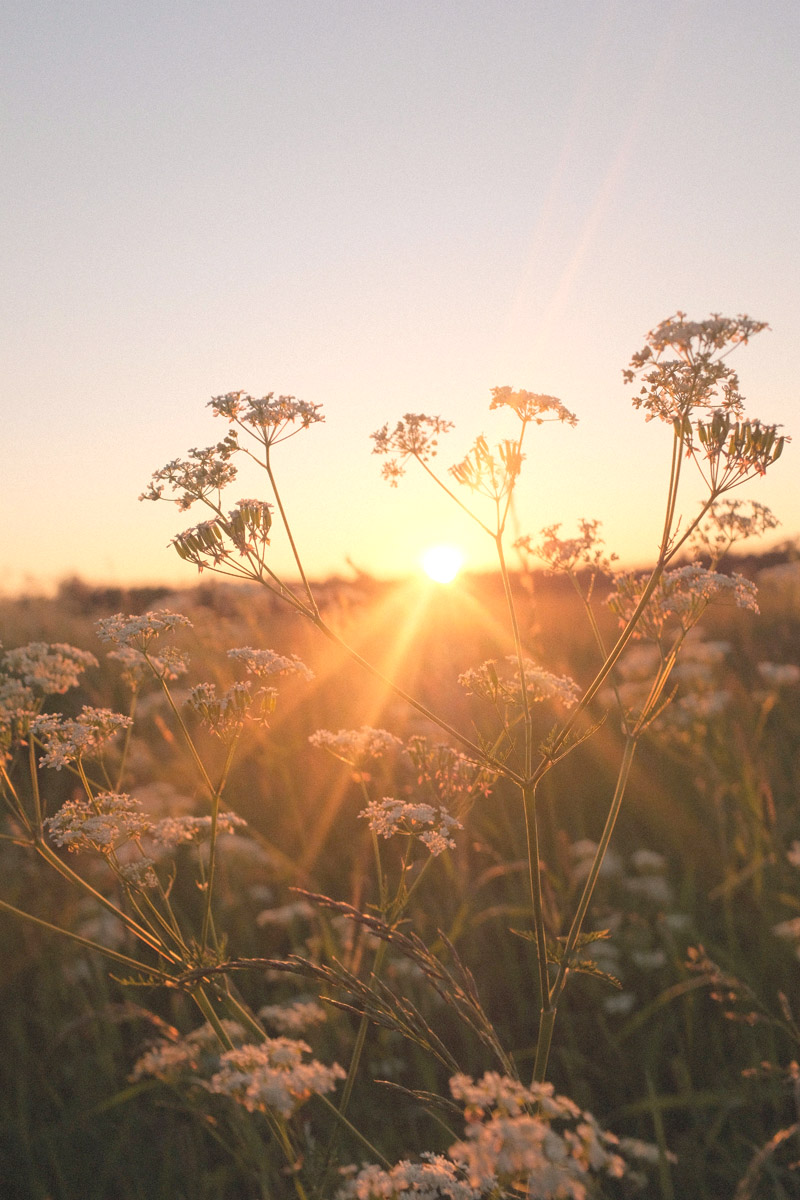 A wild carrot plant patch at sunset.