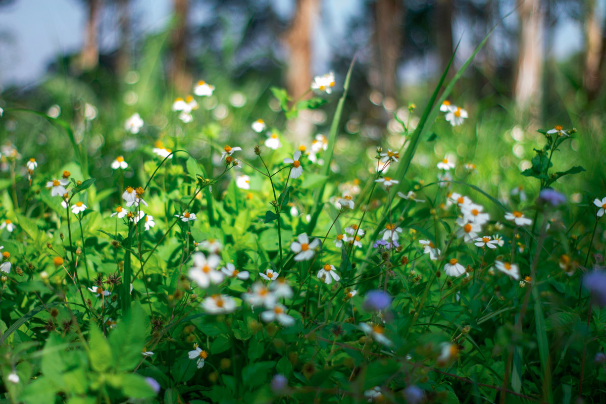 You are currently viewing Homeopathic First Aid for Cuts, Scrapes and Puncture Wounds